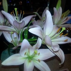 Meet your Posher, Sharon